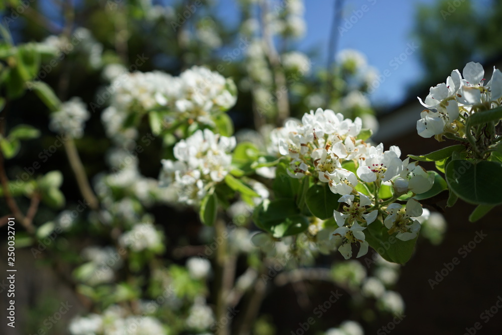 white flowers of a tree in spring white flowers of a tree in spring