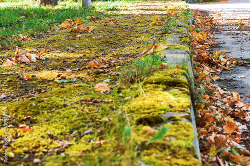 Wallpaper Mural The road border is covered with leaves. Torontodigital.ca