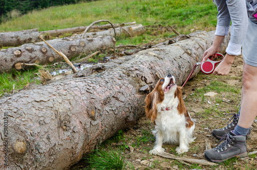 Cute Cavalier King Charles Spaniel barking while receiving a rebuke - scene shot outdoors