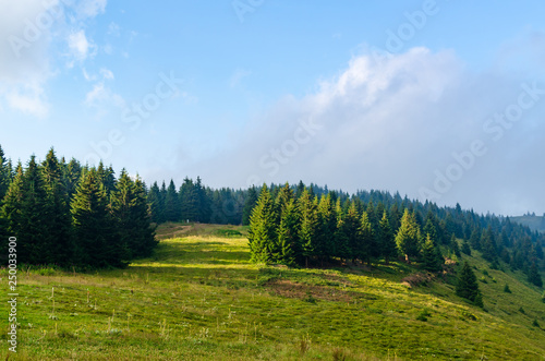 Meadow on a hill covered with coniferous trees