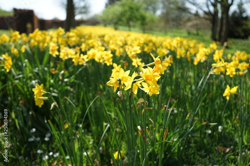 field of daffodils