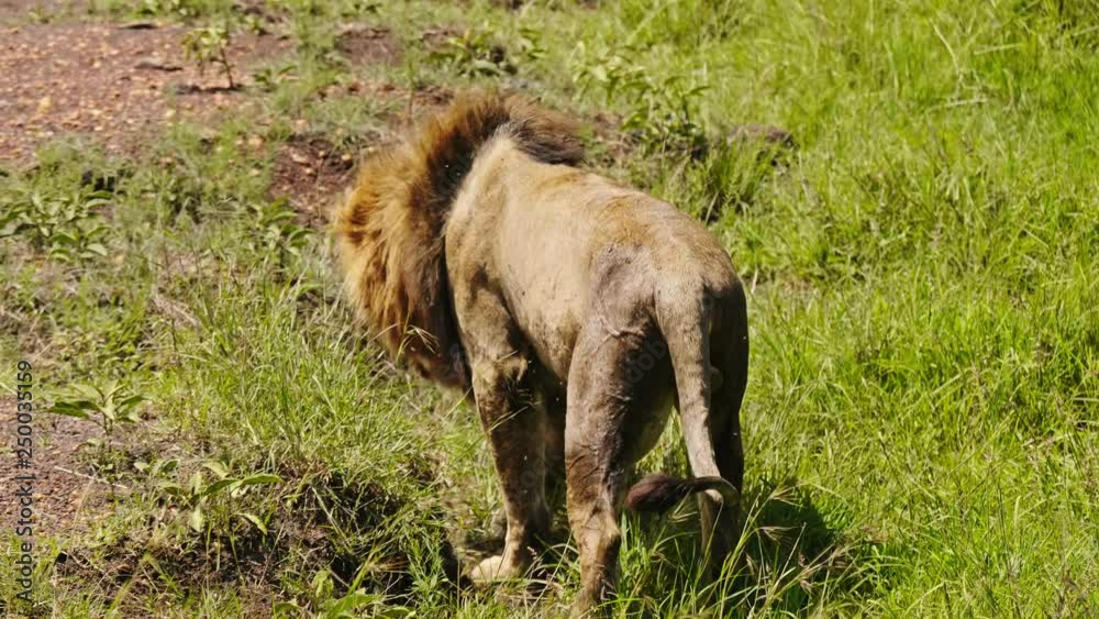 Close up of male lion in Kenya, Africa.