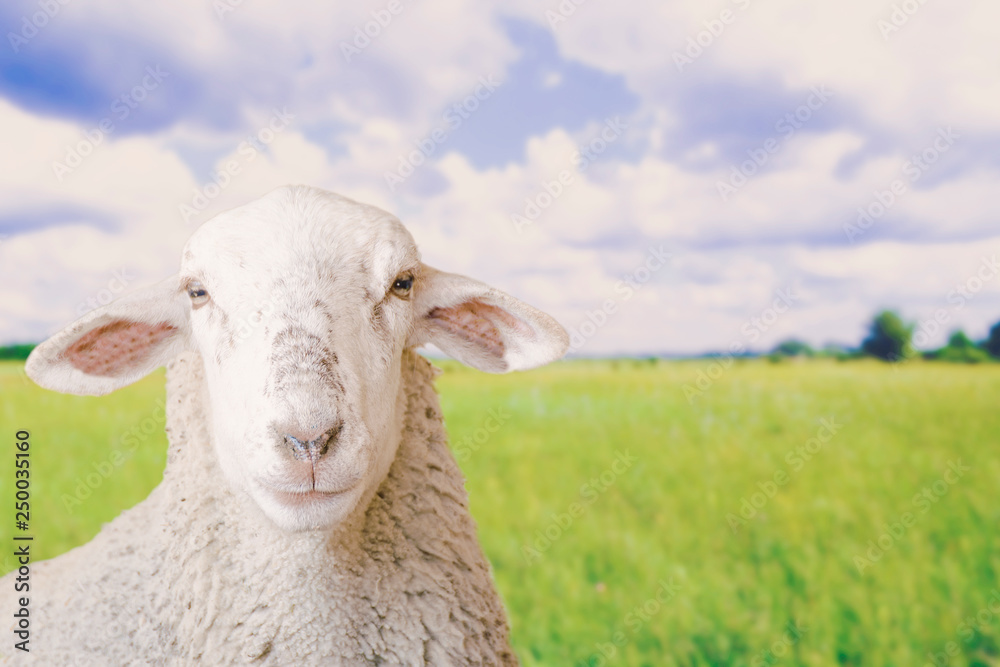 Obraz premium Sheep head in field against a sky landscape and green grass meadow. Empty copy space for Editor's text.