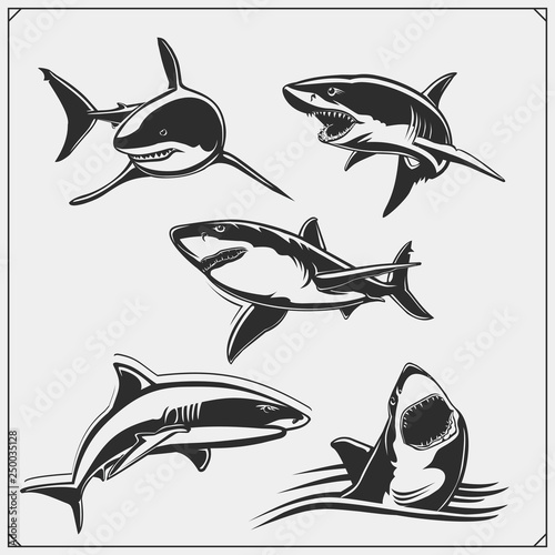 Set of shark silhouettes. Print design for t-shirts.