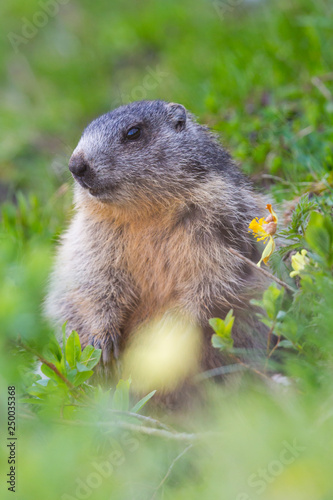 one groundhog marmot (marmota monax) sitting in grassland with flowers
