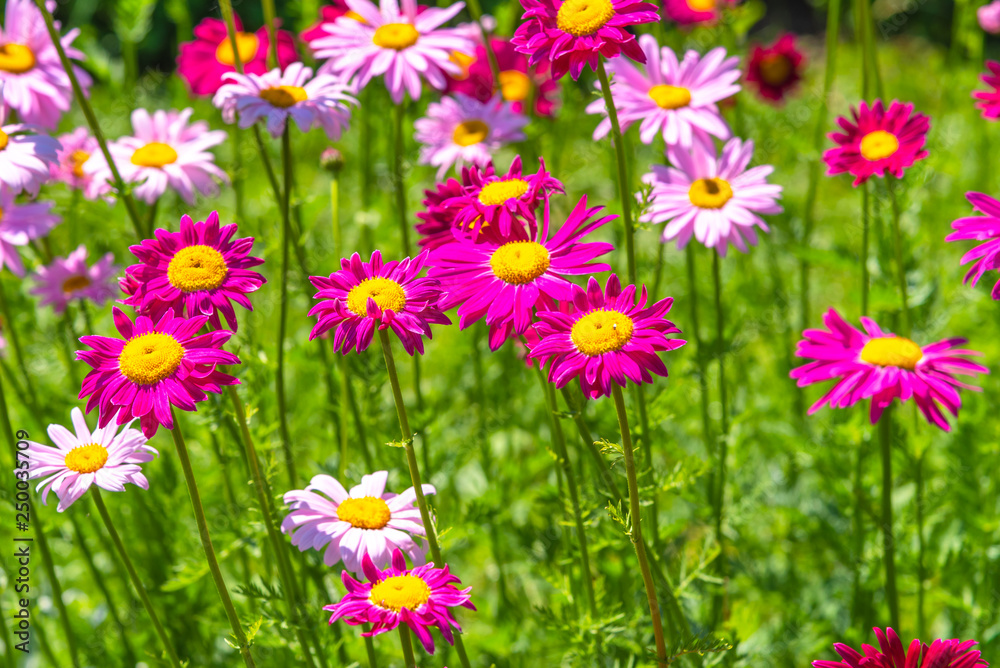 Field of colorful daisies