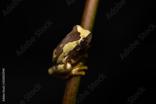 Young hourglass tree frog climbin on a plant at night photo