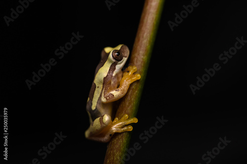 Young hourglass tree frog climbin on a plant at night photo