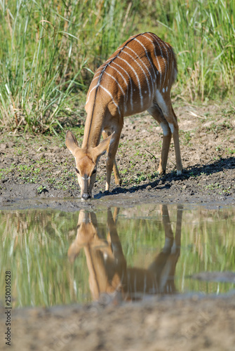 Nyala in African savanna environment, South Africa