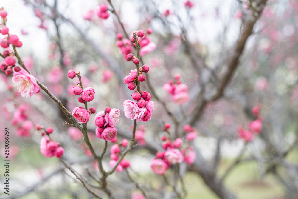 Spring plum blossoms are in full bloom Spring plum blossoms are in full bloom