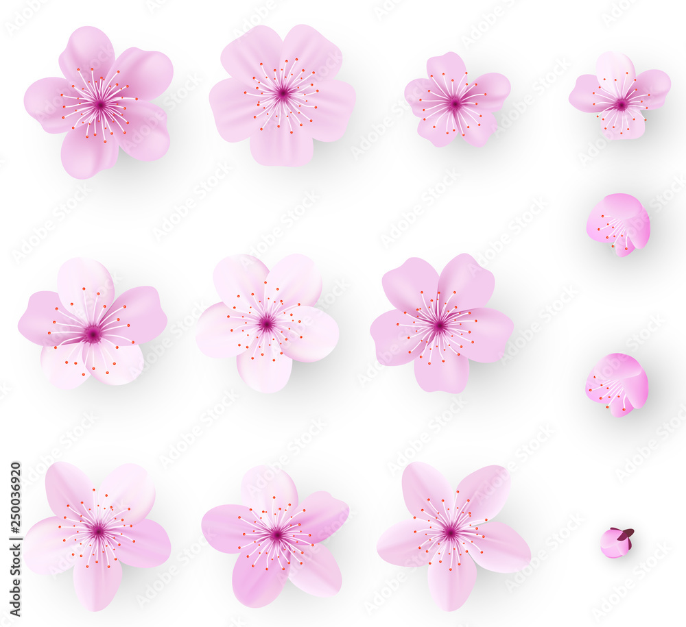 Realistic sakura or cherry blossom; Japanese Spring Flower Sakura; Pink Cherry Flower. Realistic sakura or cherry blossom; Japanese Spring Flower Sakura; Pink Cherry Flower.