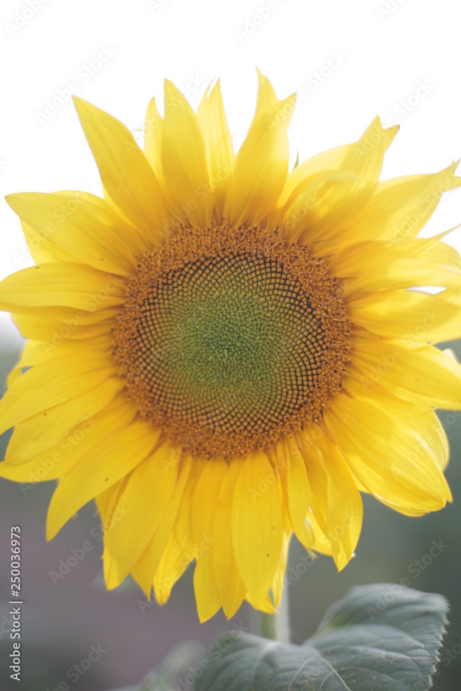 Fototapeta premium Sunflower