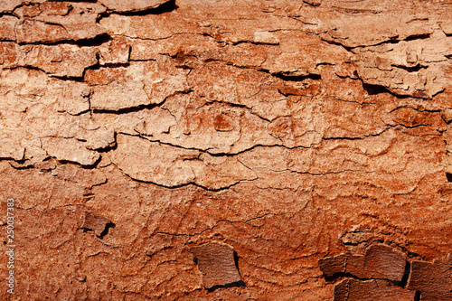 Old tree bark texture. Nature wood background. Texture pattern of old figured cracked bark.
