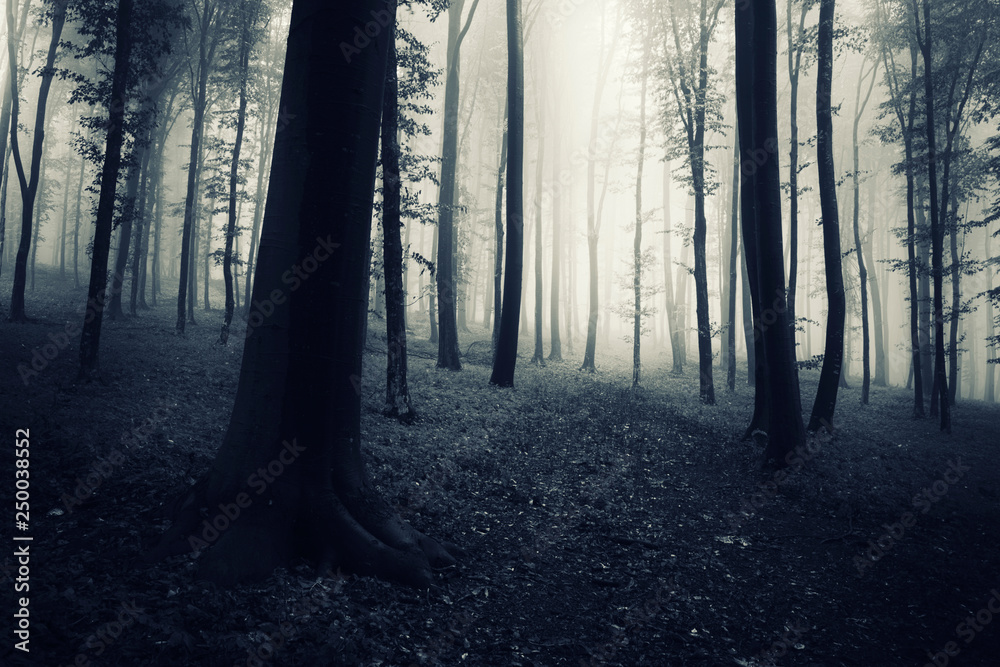 Obraz premium scena z ciemnymi lasami, drzewa we mgle i tajemnicza ścieżka prowadząca do krainy czarów