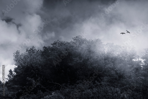birds flying over peak shro...