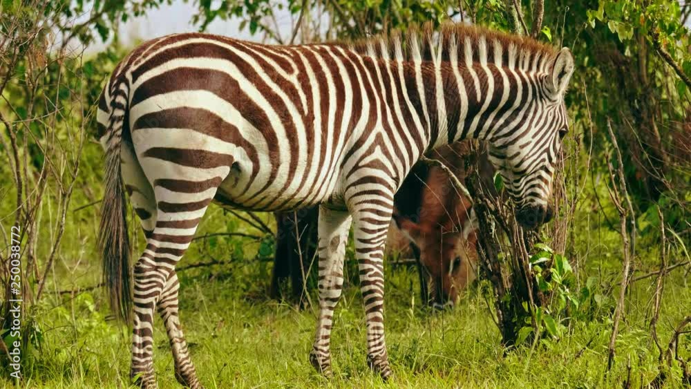 Grevy's zebras in Maasai Mara reserve, Kenya Grevy's zebras in Maasai Mara reserve, Kenya