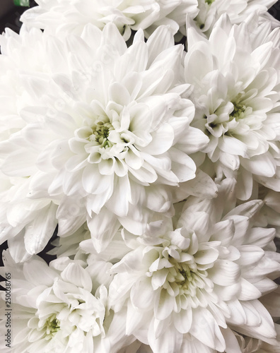 Beautiful white chrysanthemum flowers close up. Chrysanthemums flowers pattern. Hello spring.Happy Mothers day