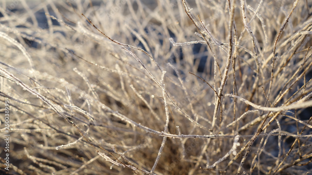 Fototapeta premium Frost