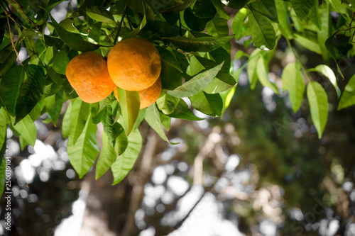 Orange growing at tree