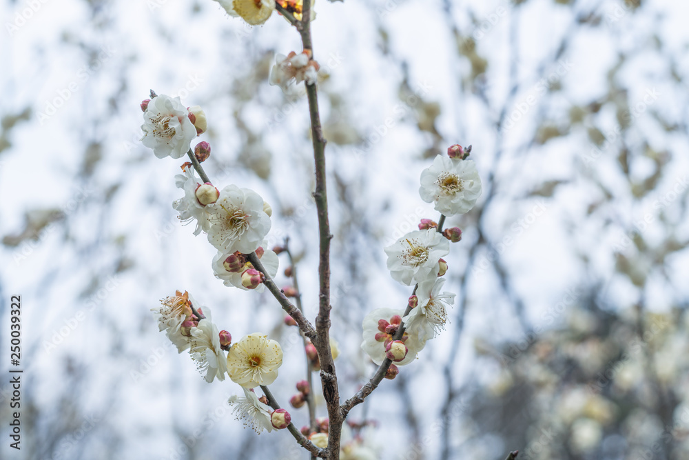 Spring plum blossoms are in full bloom Spring plum blossoms are in full bloom