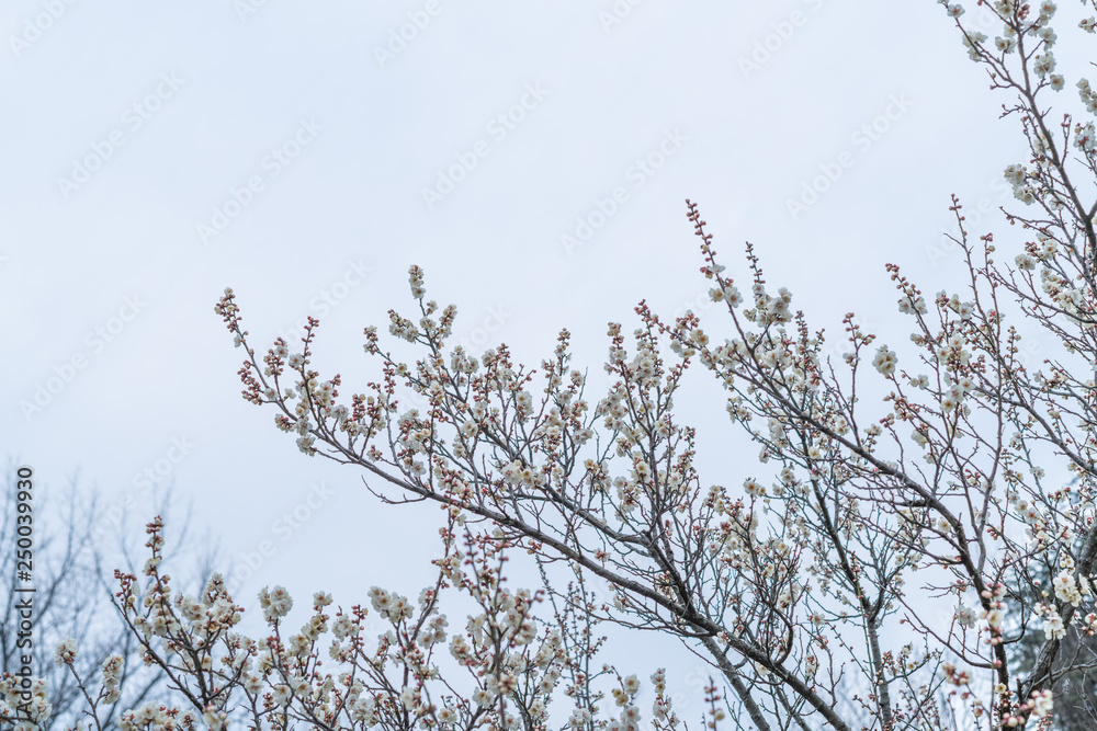Spring plum blossoms are in full bloom Spring plum blossoms are in full bloom
