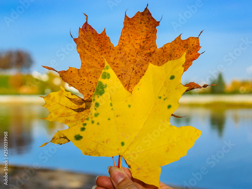 maple leaves on a background of blue sky