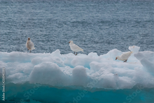 Snowy Sheathbill , Chionis Alba on ice, Paulet Island, Antartica