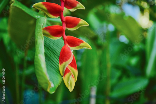 Flower, Heliconia rostrata a lobsterclaws and parrotsbeak.