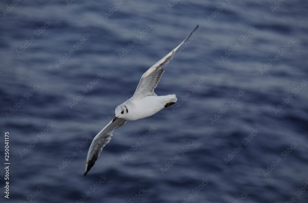 seagull in flight