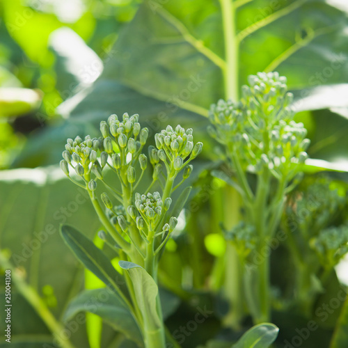 Broccolini - long broccoli stems with green florets in the garden.