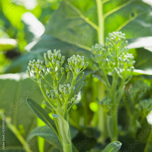 Broccolini  -  long broccoli stems with green florets in the garden. photo