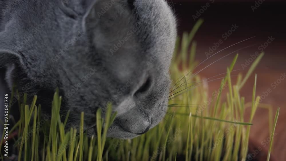 Gray British cat eating fresh green grass. Cat grass in a pot is a natural treatment for a hairball. Gray British cat eating fresh green grass. Cat grass in a pot is a natural treatment for a hairball.