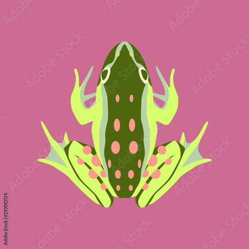 Vector illustration in flat style toad