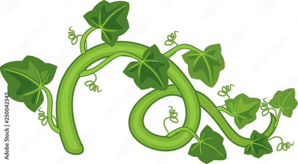 General view of stem of pumpkin plant with green leaves isolated on