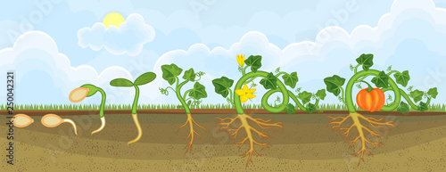 Life cycle of pumpkin plant. Growth stages from seeding to flowering and fruit-bearing pumpkin plant