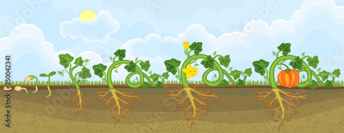 Life cycle of pumpkin plant. Growth stages from seeding to flowering and fruit-bearing pumpkin plant