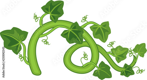 General view of stem of pumpkin plant with green leaves isolated on white background