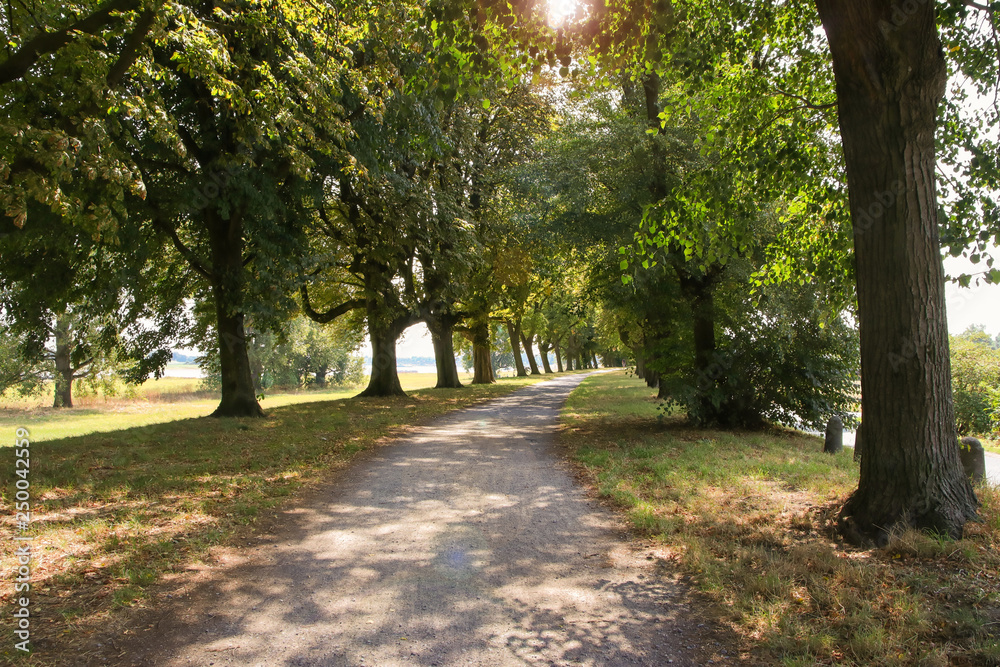 Fototapeta premium aleja drzew w dolnym Renie