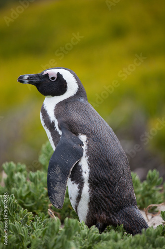 African penguin ,Spheniscus demersus, on Boulders Beach near Cape Town South Africa looking with interest