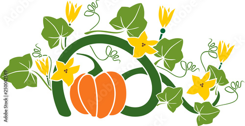 General view of pumpkin plant with ripe fruit, yellow flowers and green leaves isolated on white background