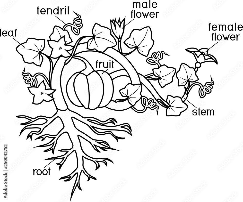 Coloring page with parts of plant. Morphology of pumpkin plant with