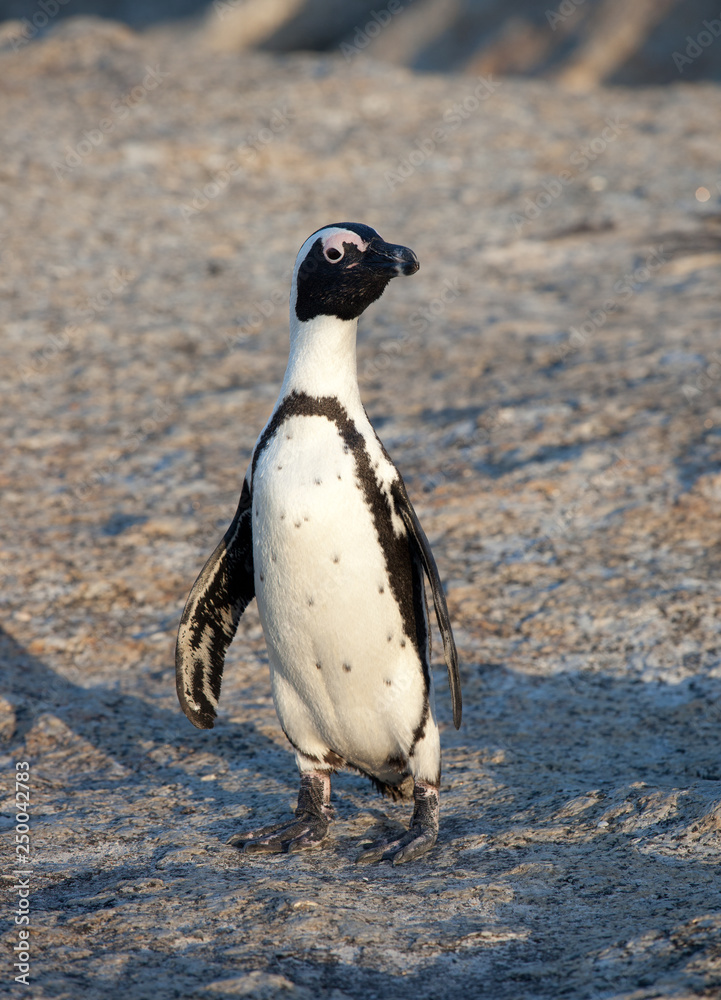 Naklejka premium African penguin, Spheniscus demersus, on Boulders Beach near Cape Town South Africa relaxing in the sunset on stone
