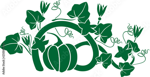 Green silhouette of general view of pumpkin plant with ripe fruit, flowers and leaves isolated on white background