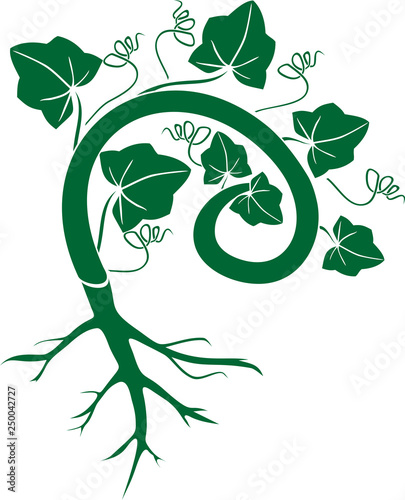 Silhouette of general view of pumpkin plant with leaves and root system isolated on white background