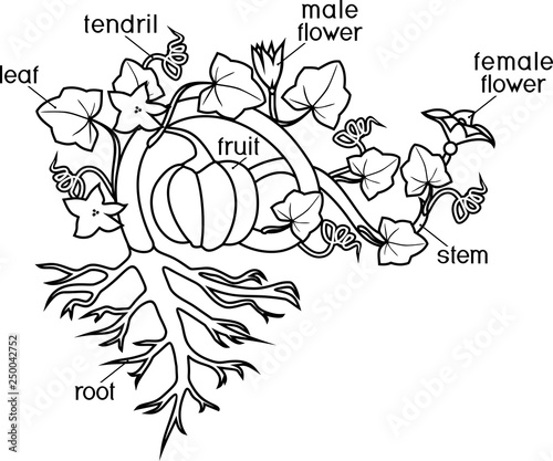 Coloring Page With Parts Of Plant Morphology Of Pumpkin Plant With Fruit Green Leaves Root System And Titles Vector De Stock Adobe Stock