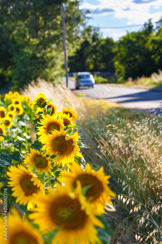 Weekend Road Trip to the Countryside / Blurred driving car at rural street near sunflower field