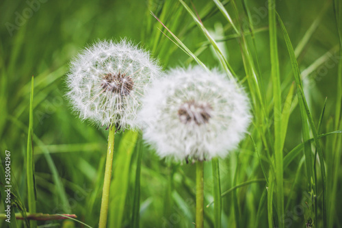dandelions on the background of green grass