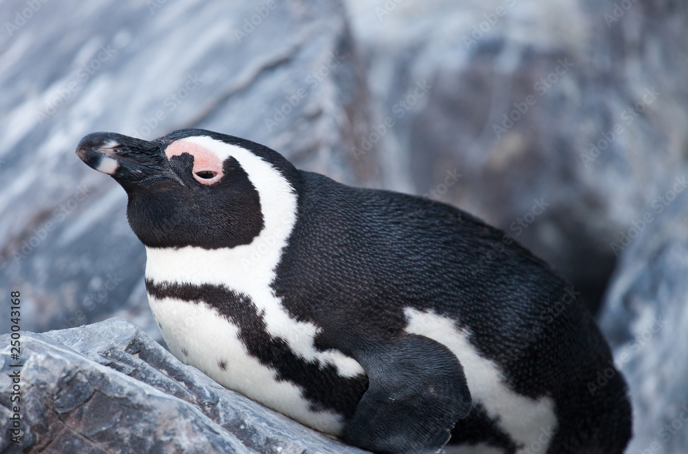 Naklejka premium African penguin ,Spheniscus demersus, on Boulders Beach near Cape Town South Africa. sleeping on the stone