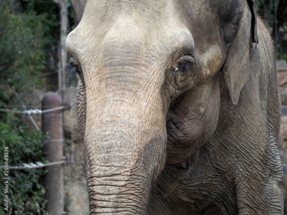 Fototapeta premium 向かってくるアジアゾウ 上野動物園 象