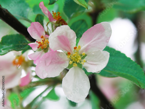 Blooming apple tree, Apple Blossom, apple flowers, macro